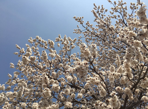 1519712055112072231.png 286ed488c7e51a5eb86d04.png