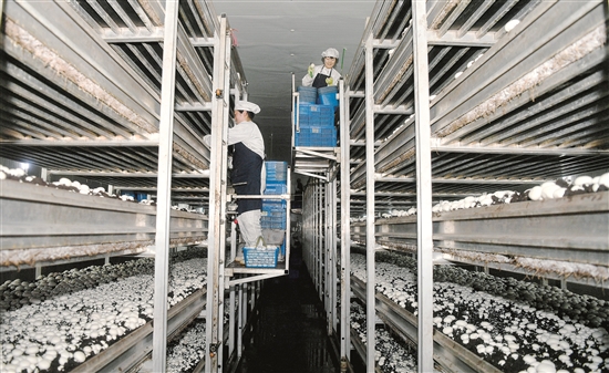 1514529381494098892.jpg res01_attpic_brief (1).jpg