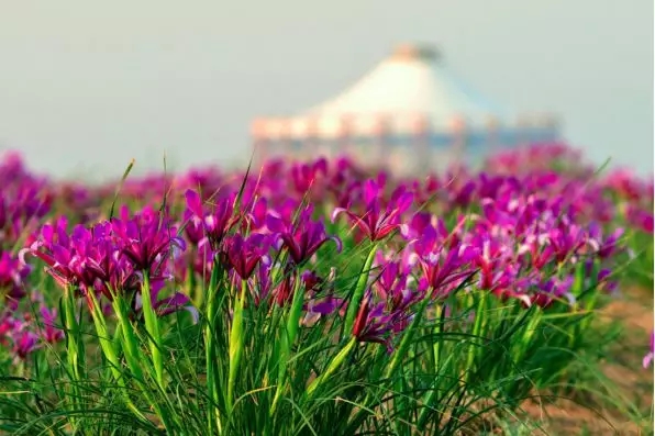 1524821872027093476.jpg 1.jpg