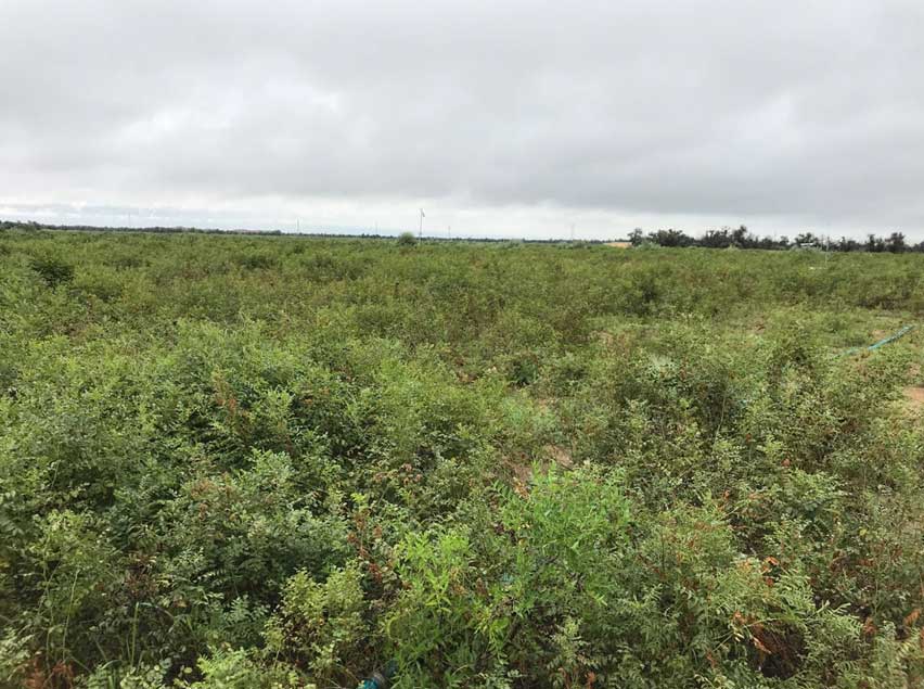 1533806457887094506.jpg 1533806457887094506.jpg