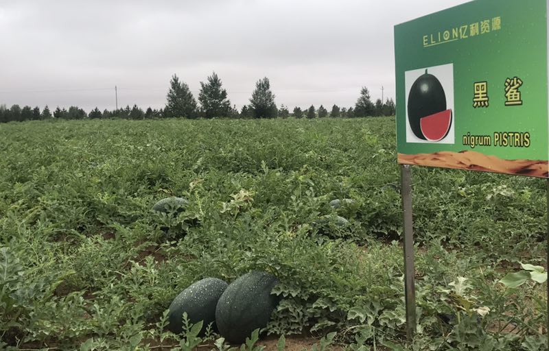 1533806582313005803.jpg 1533806582313005803.jpg