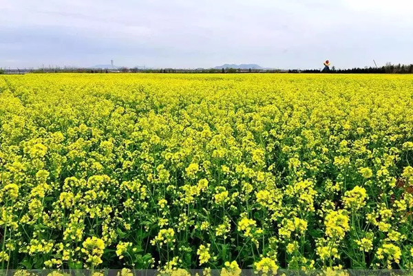 1531183935030056343.jpg 60014.jpg