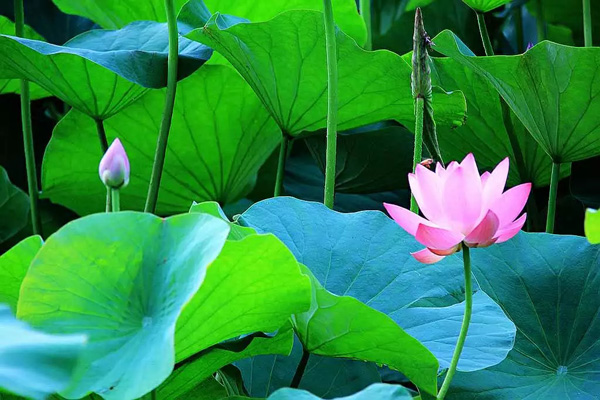 1531184135560021620.jpg 6007.jpg