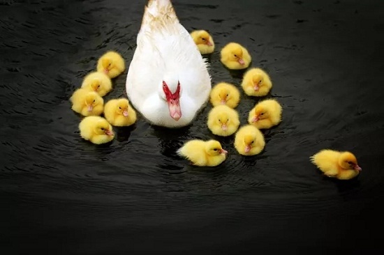 1531465273944011353.jpg 640.webp (8).jpg