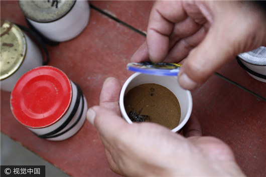 1521445102020058037.jpg 蟋蟀.jpg