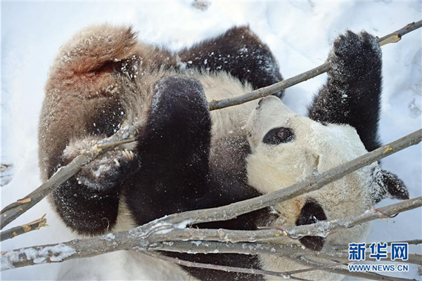 1520845332675090573.jpg 3333.jpg