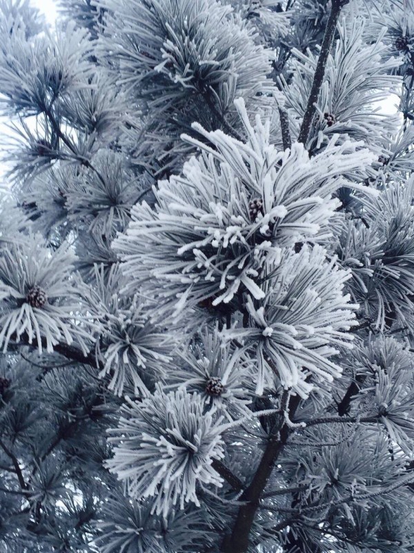 1520846305797084343.jpg 33333.jpg