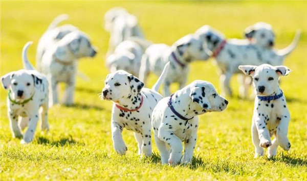 1517536415682002374.jpg g2_副本.jpg