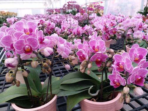 1519350015241014823.jpg sg1.jpg