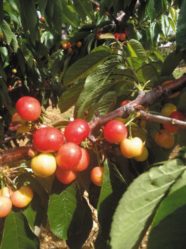 1527231303127076770.jpg 00300742667_i1000500000500ae_da48c8a5.jpg