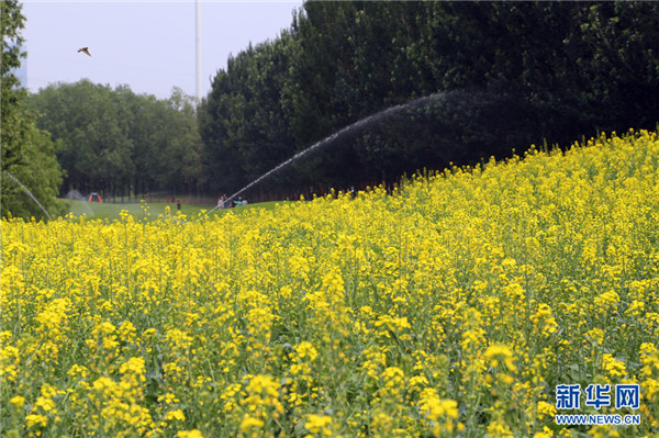 1528447354212053720.jpg 图片10.jpg