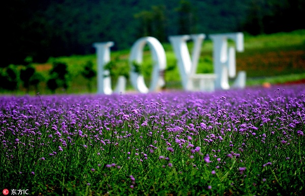 1534390980111067347.jpg 7.jpg