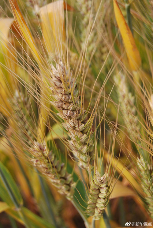 1526371837107085016.jpg 930_副本.jpg