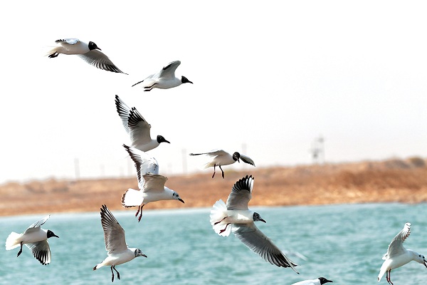 1523585568759012666.jpg d1.jpg