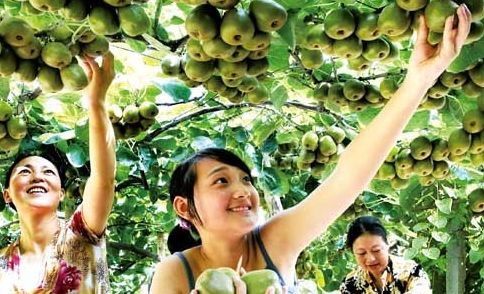 1519637062443007408.jpg 农1.jpg