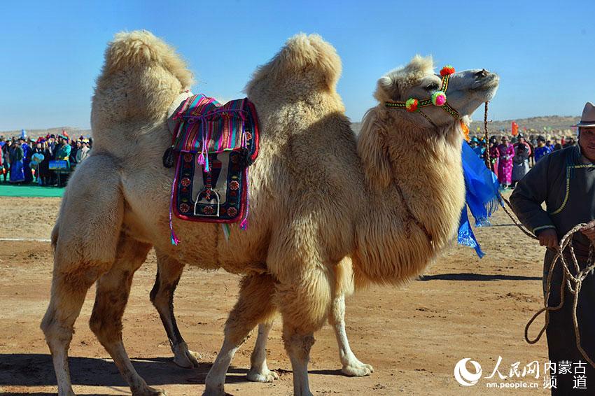 1510565157083029467.jpg 2.jpg