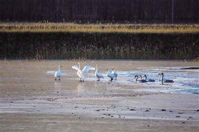 1511830477759077742.jpg 天鹅.jpg