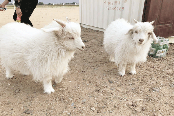 1516168447063097497.gif 36-1.gif