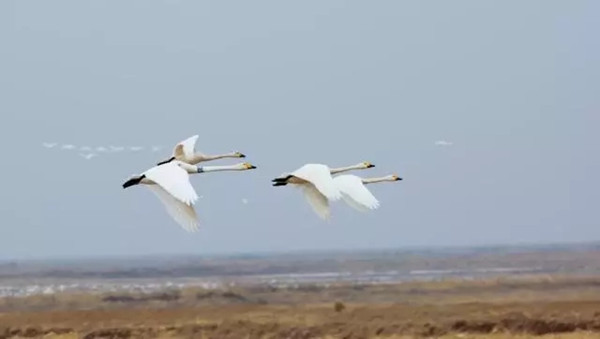 1521705851576000117.jpg 1.jpg