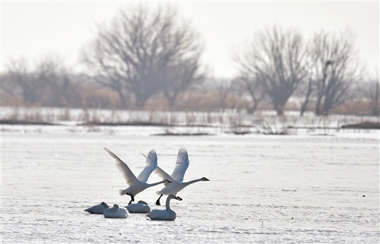 1520411057233045062.jpg 天鹅.jpg