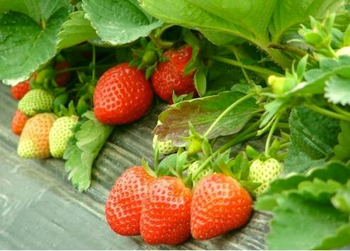 1521529666126069448.jpg 草莓3.jpg