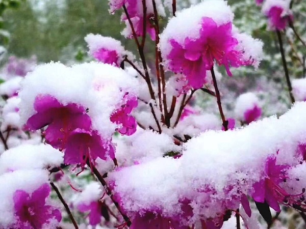 1527161598639084778.jpg c1.jpg