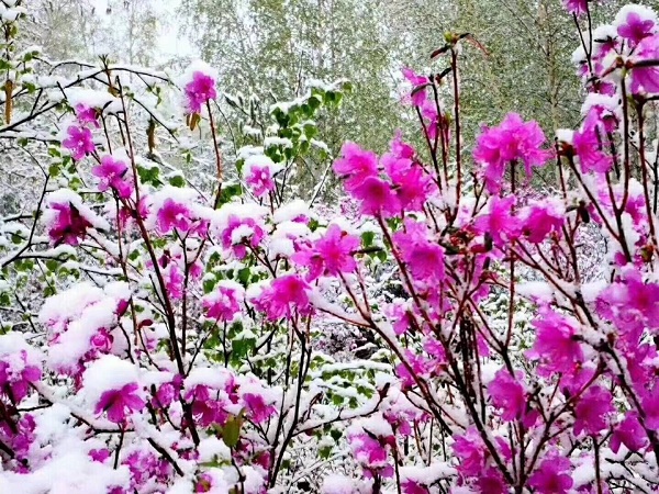 1527161612965089742.jpg c2.jpg