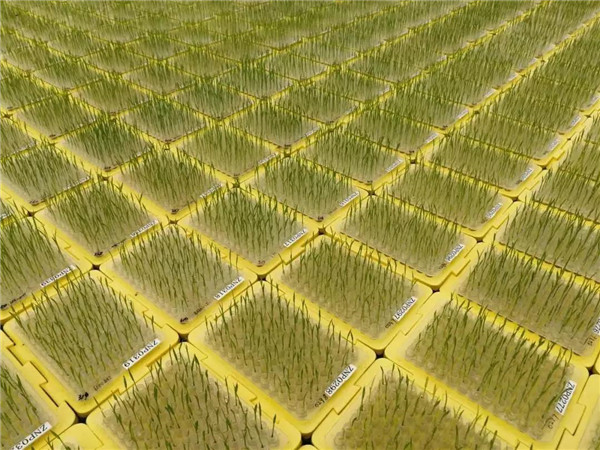 1527499850652006383.jpg digital farm in Inner Mongolia.jpg