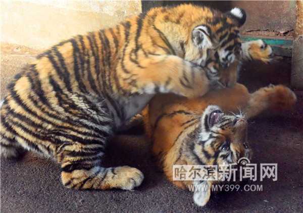 1518318556742052439.jpg b583193cec24c4544b2eafcc97891aaa.jpg