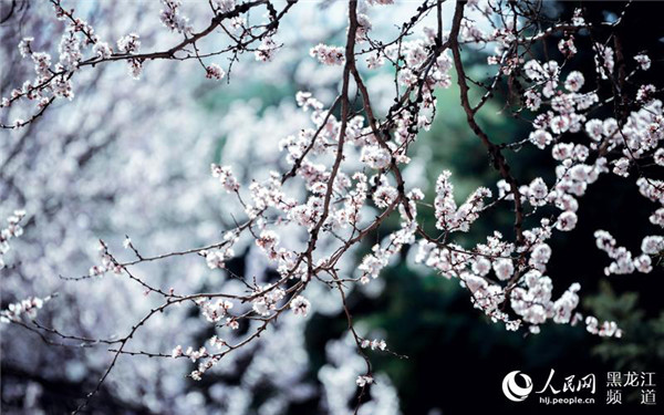 1524909016104054614.jpg 图片43.jpg