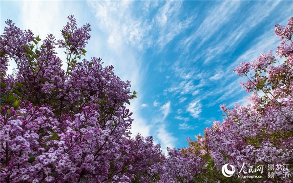 1525857004013017501.jpg 图片1.jpg