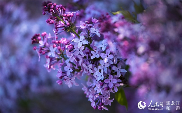 1525857022207072754.jpg LOCAL201805080746000097767965838.jpg