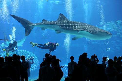 1505353821028054916.jpg sk22.jpg