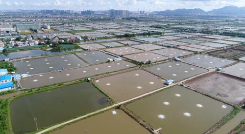 1506389779024055627.jpg baijiao_副本.jpg