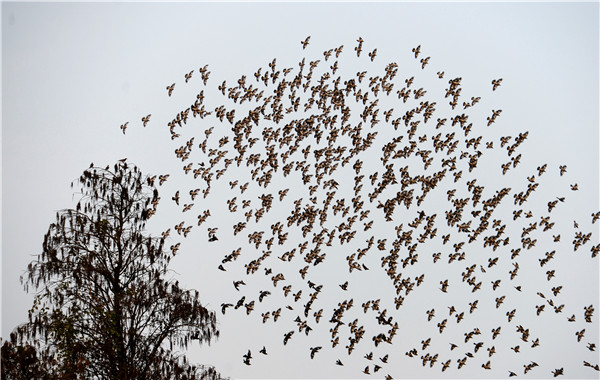 1519291771612035021.jpg 8.jpg