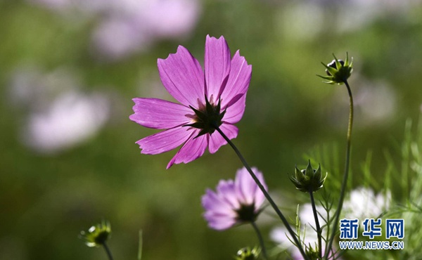 1520587240590015118.jpg 5.jpg