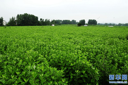 1518318781228055131.png 1.png