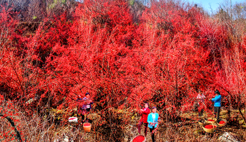 1519810346383063151.png 2.png