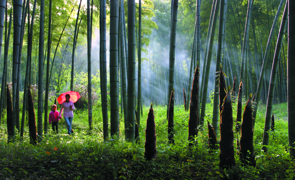 1511939205461093909.jpg yixing zhuhai.jpg