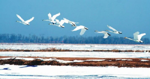 1525769128411083344.jpg Swan Lake National Tourist Attraction.jpg