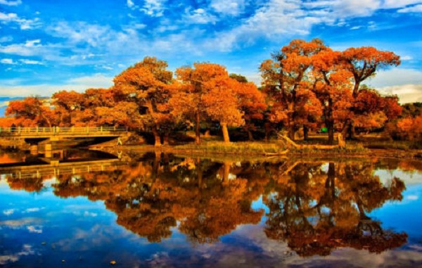 1525769183067024502.jpg Populus Euphratica National Tourist Attraction.jpg