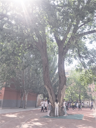 1526957530051063762.jpg ancient elm in Hohhot.jpg