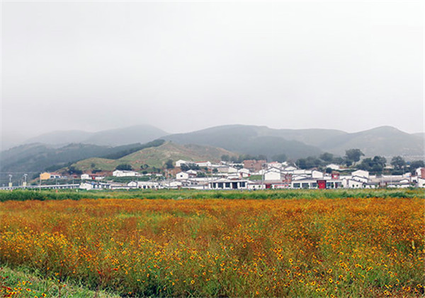 1534396847395079110.jpg Snow chrysanthemums at the foot of Daqingshan Mountain in Hohhot, North China’s Inner Mongolia autonomous region, Aug 12.jpg