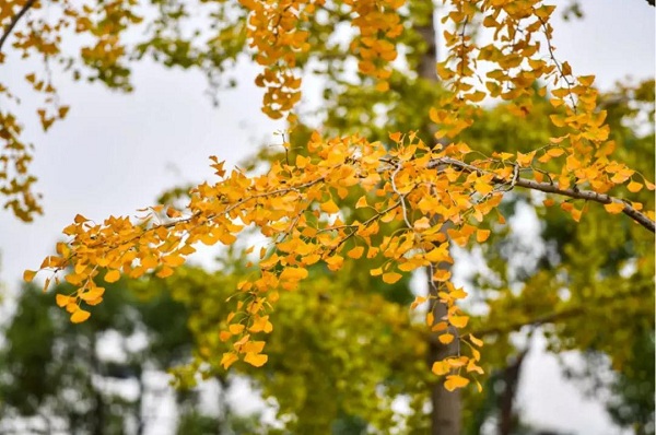 1541489004788052237.jpg 微信图片_20181106131350.jpg