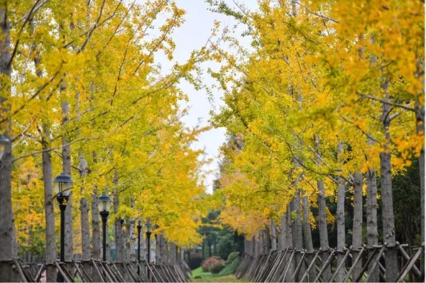 1541489050292075347.jpg 微信图片_20181106131420.jpg