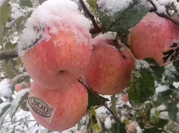 1542345912989044903.jpg 4_副本.jpg