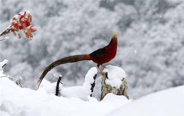 1542345949389060589.jpg 5_副本.jpg