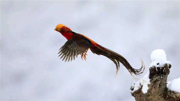 1542345982801078633.jpg 6_副本.jpg