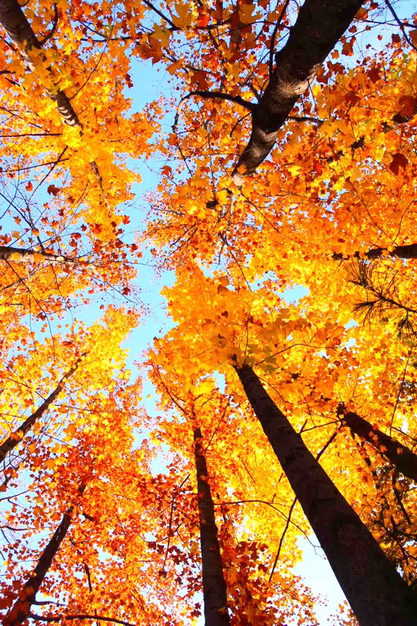 1542870080313001374.jpg 昆嵛山2.jpg