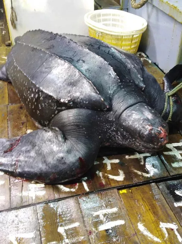 1535097074448098615.jpg 海龟.jpg